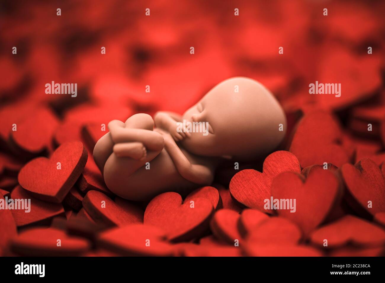 Human embryo on many red hearts Stock Photo