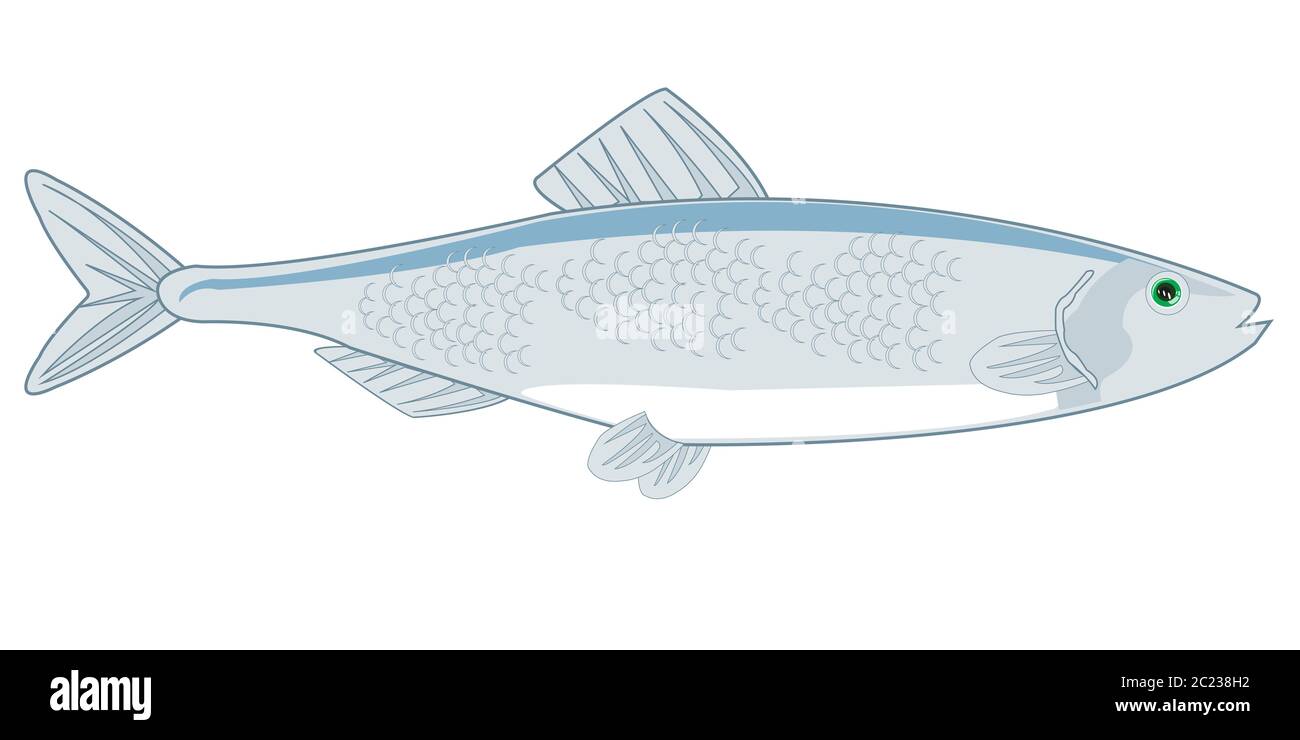 Vector illustration of the cartoon of sea commercial fish herring Stock