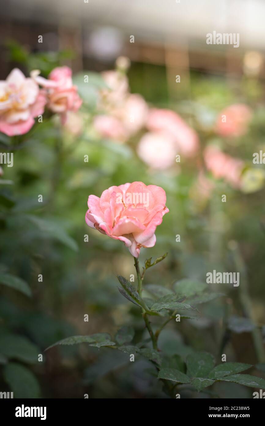 Roses in the garden, Roses are beautiful with a beautiful sunny day. Stock Photo