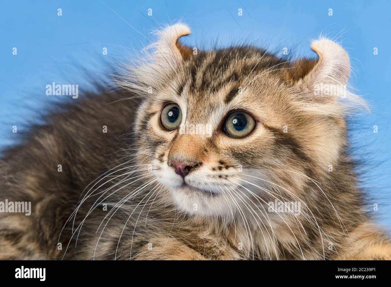 American curl longhair hi-res stock photography and images - Alamy