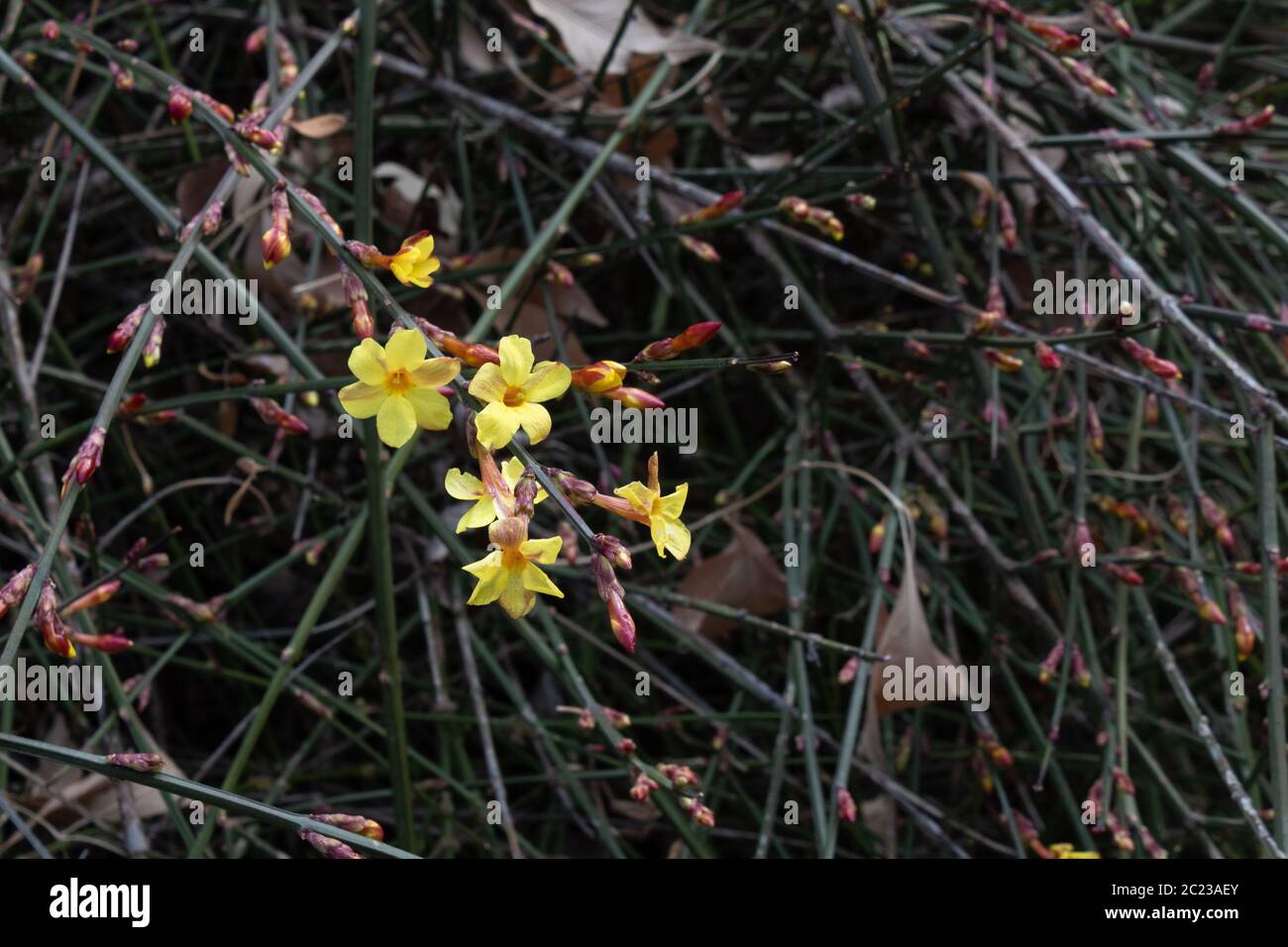 Winter Jasmine, Jasminum nudiflorum Oleaceae,  small yellow flowers against a dark background of vines and branches, horizontal aspect Stock Photo