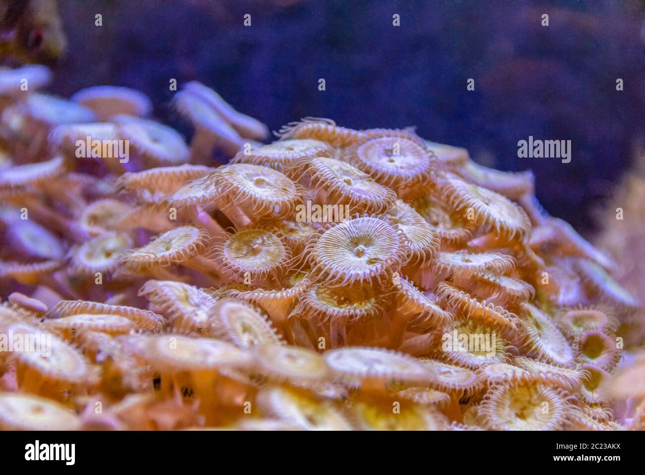 Sea anemones in natural underwater ambiance Stock Photo