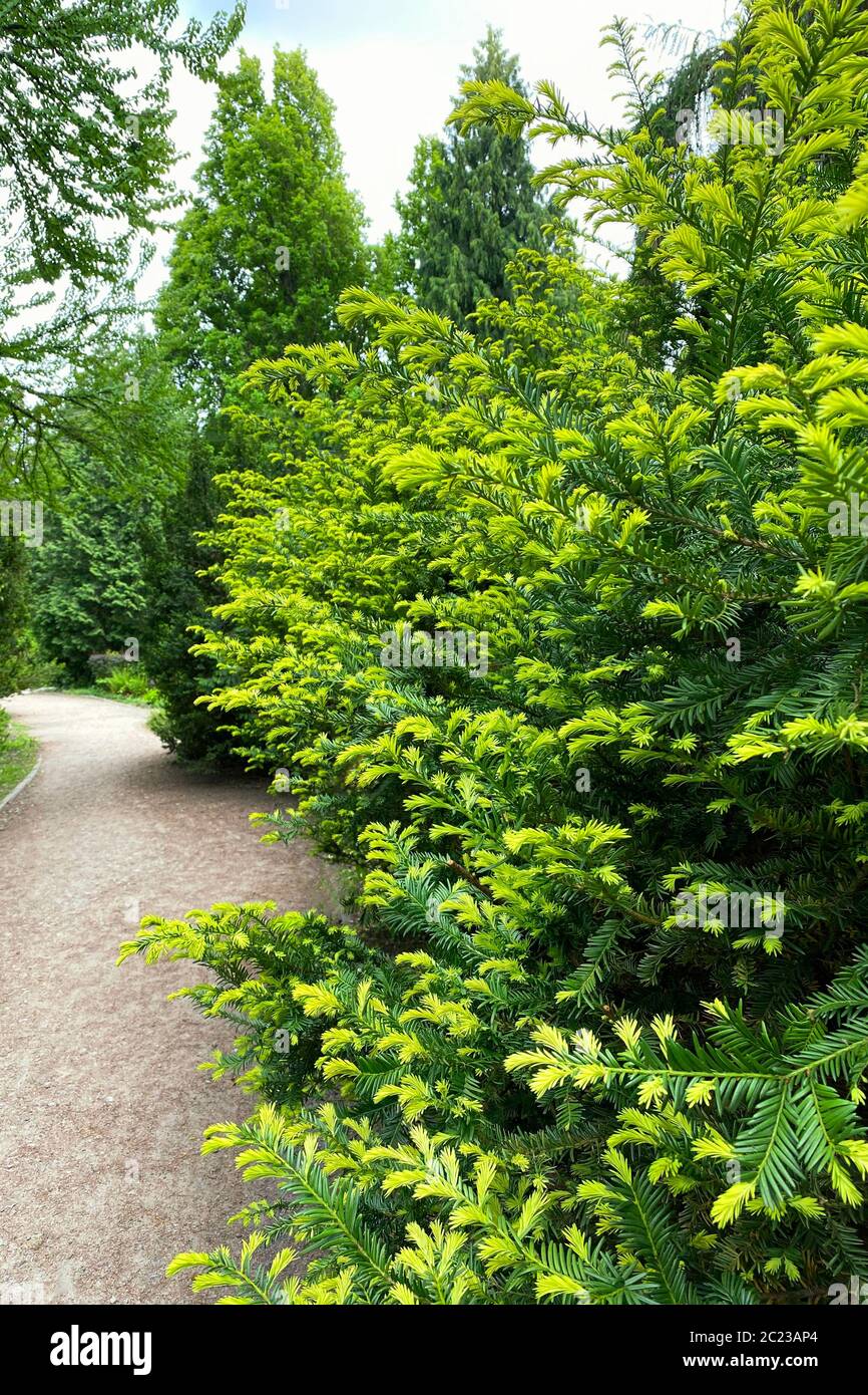 Evergreen Tree And Gardening High Resolution Stock Photography And Images Alamy