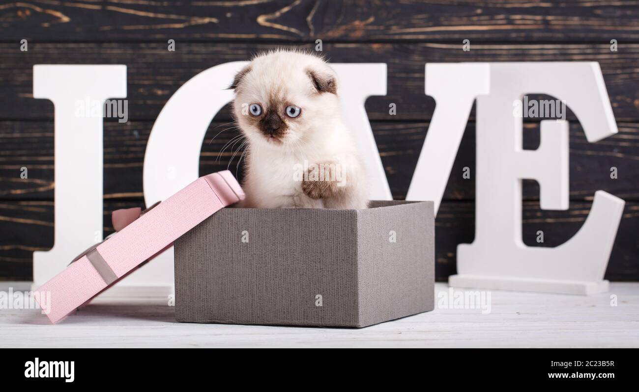 Scottish fold kitten. As a design element gift wrapping. Scottish purebred kittens during a
