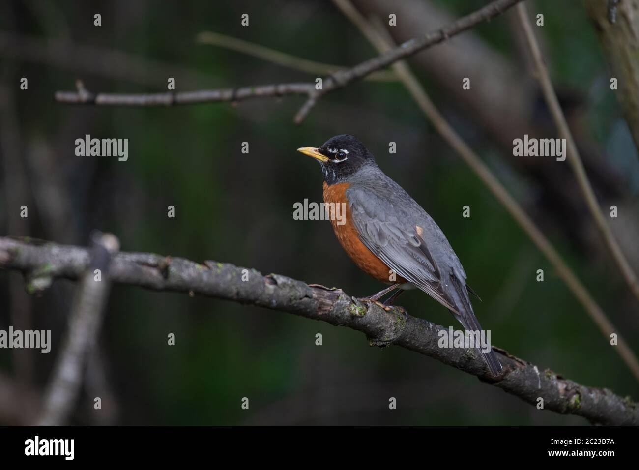 An American robin perched on a branch. The American robin is the state bird of Michigan. Stock Photo