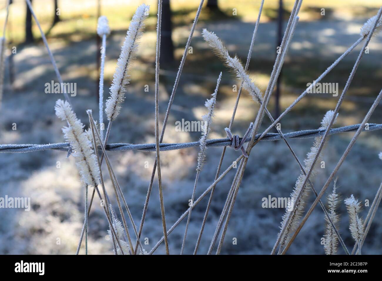 A cold country morning along a barbed wire fence, with delicate grasses encased in frost crystals Stock Photo