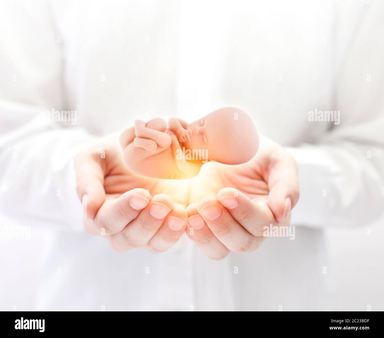 Human embryo in hands Stock Photo