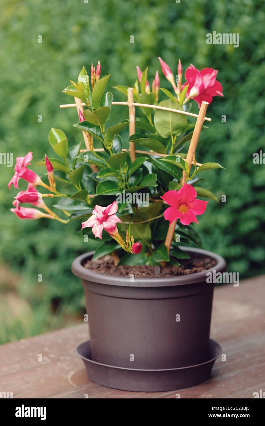 Flowering red Mandevilla rose Dipladenia in summer garden. Tropical and