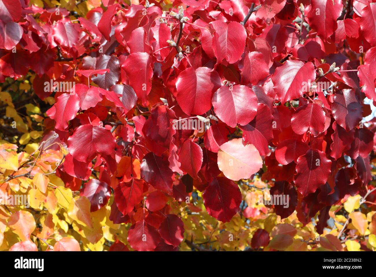 Vivid and stunning crimson red and gold autumn leaves show their changing colors in the fall sunlight Stock Photo