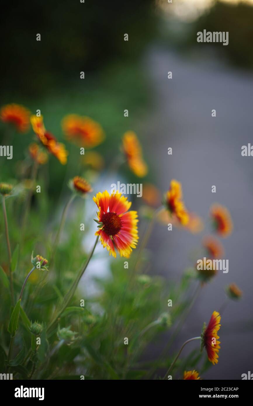 Orange flowers grow by the road in summer evening Stock Photo - Alamy