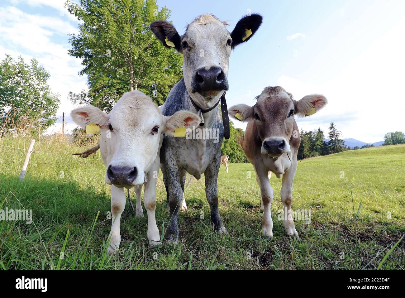 Three curious young cows on a meadow in Bavaria. White and brown cattle on a pasture Stock Photo
