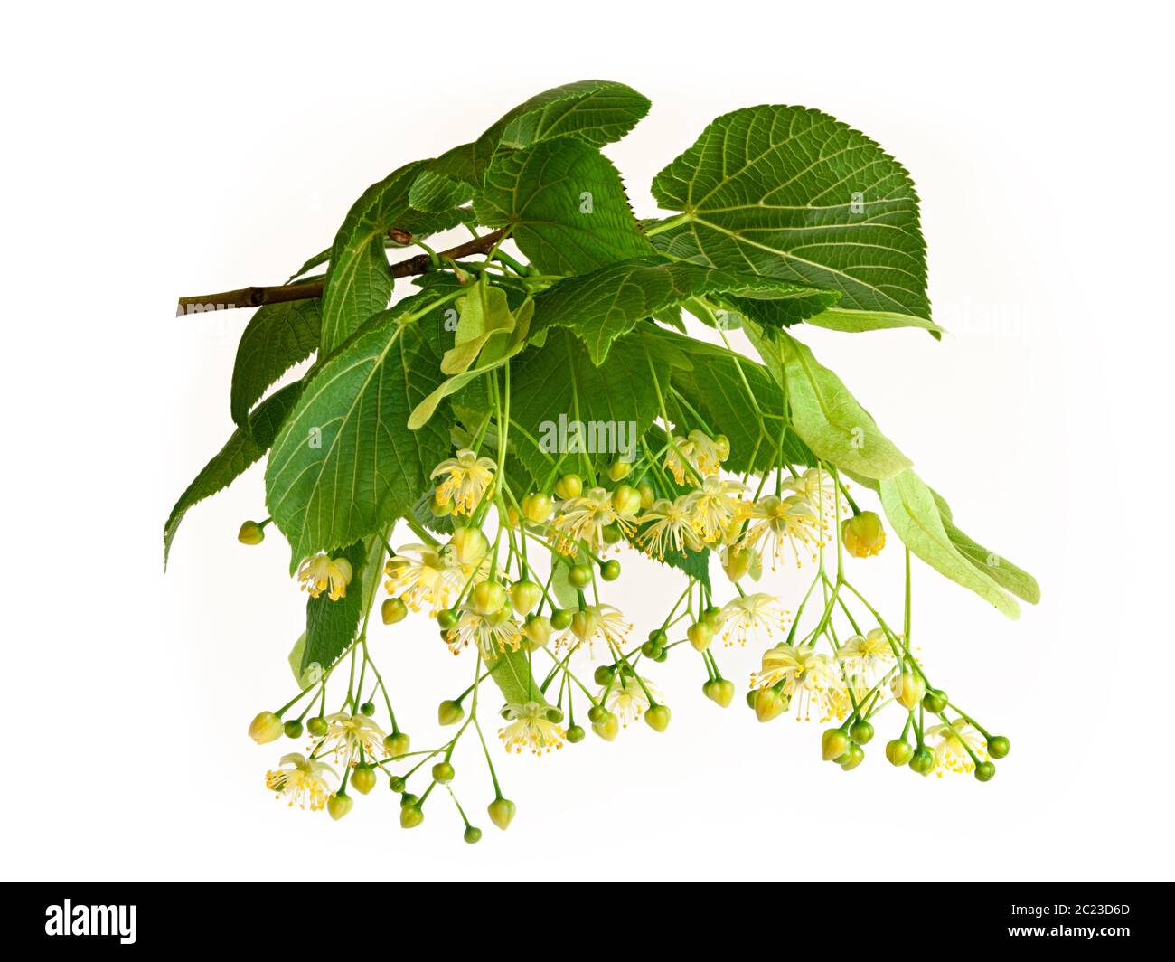 Fresh flowers and leaves of linden or lime-tree isolated on white background Stock Photo