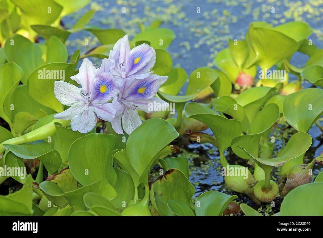 Blooming water hyacinth Eichhornia Stock Photo Alamy
