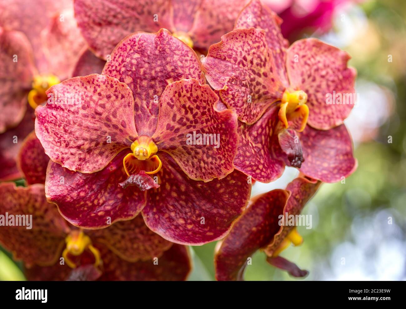 Red vanda orchid flower Stock Photo