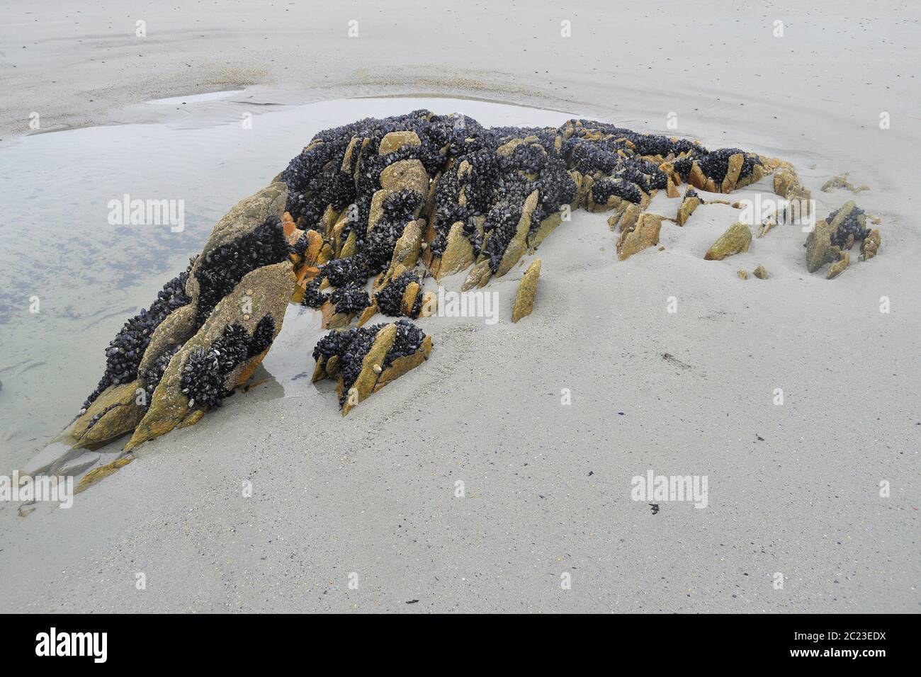 Reef Roc Surface Reef roc after the Atlantic Ocean Stock Photo - Alamy