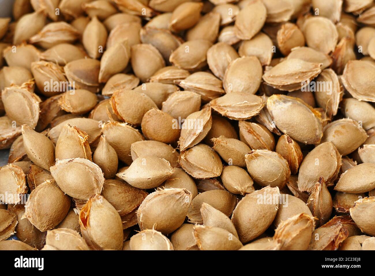 large amounts of apricot kernels, apricot kernels in making pills and medicines Stock Photo