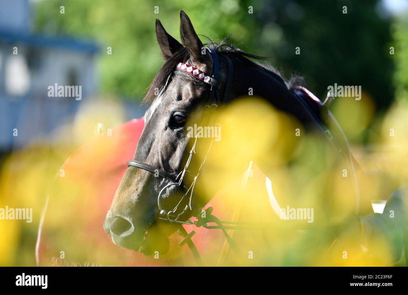 A horse in the paddock at Windsor Racecourse. Stock Photo
