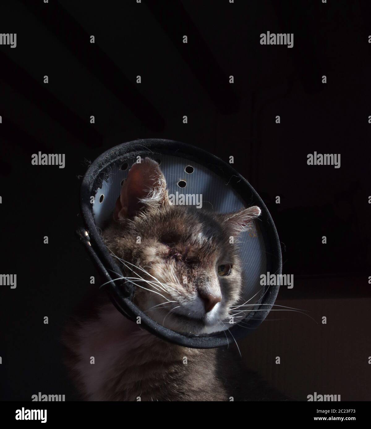 Oneeye cat with cone collar Stock Photo Alamy