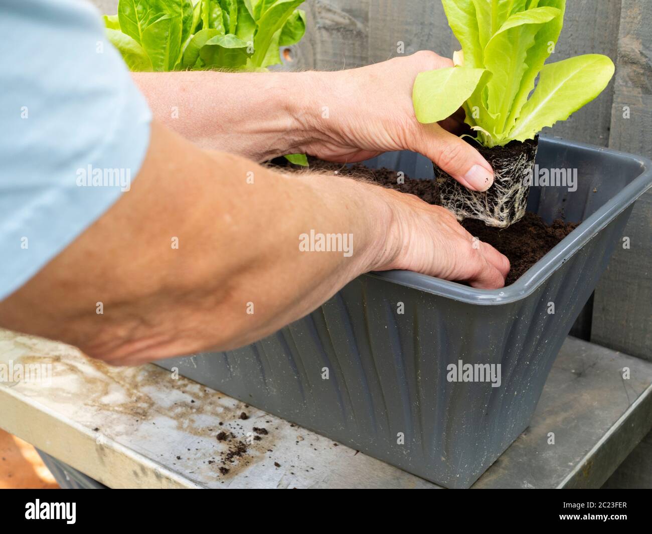 Planting individual Cos lettuce seedling in a container Stock Photo