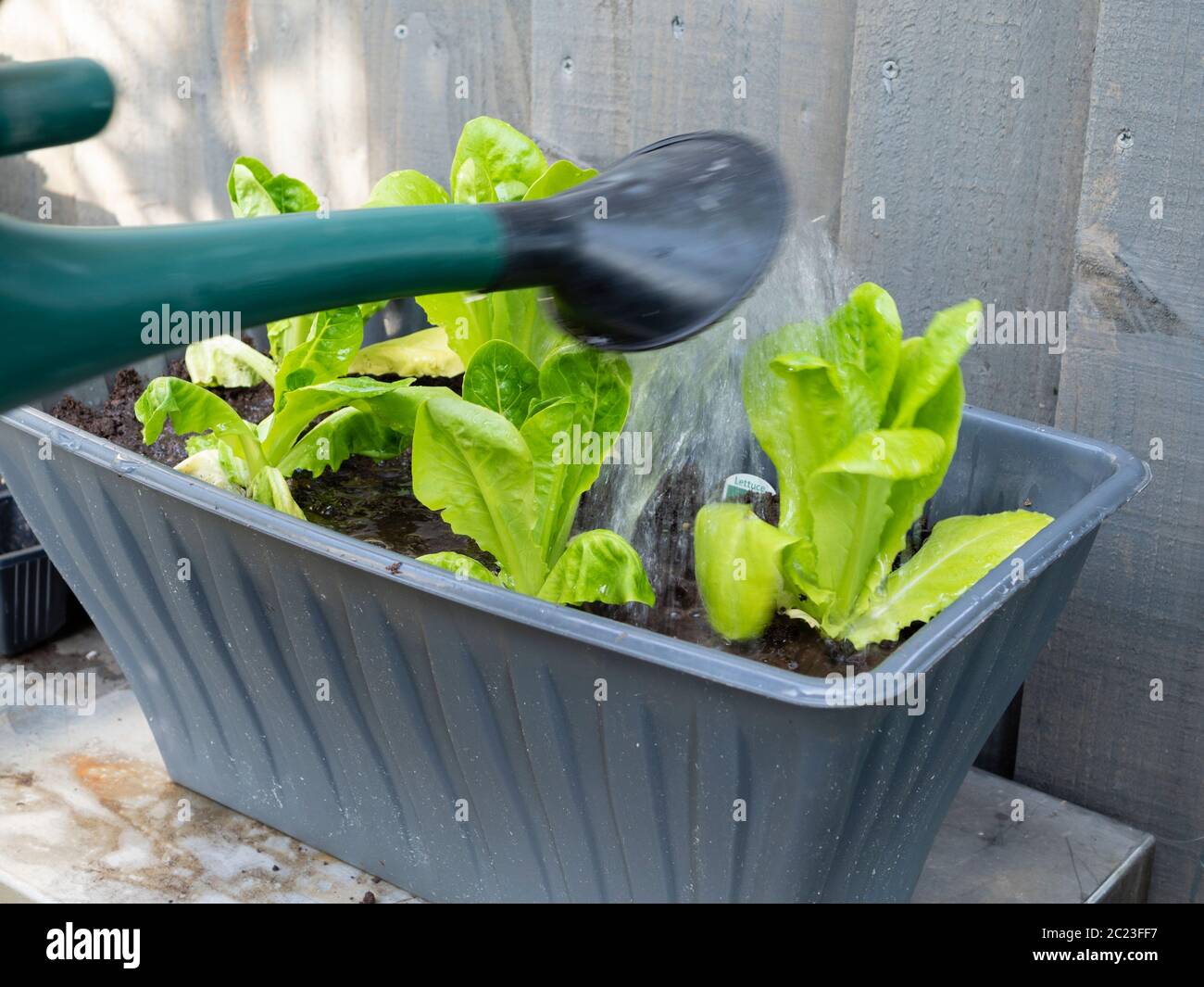 Watering container grown Cos lettuce seedlings after planting Stock Photo