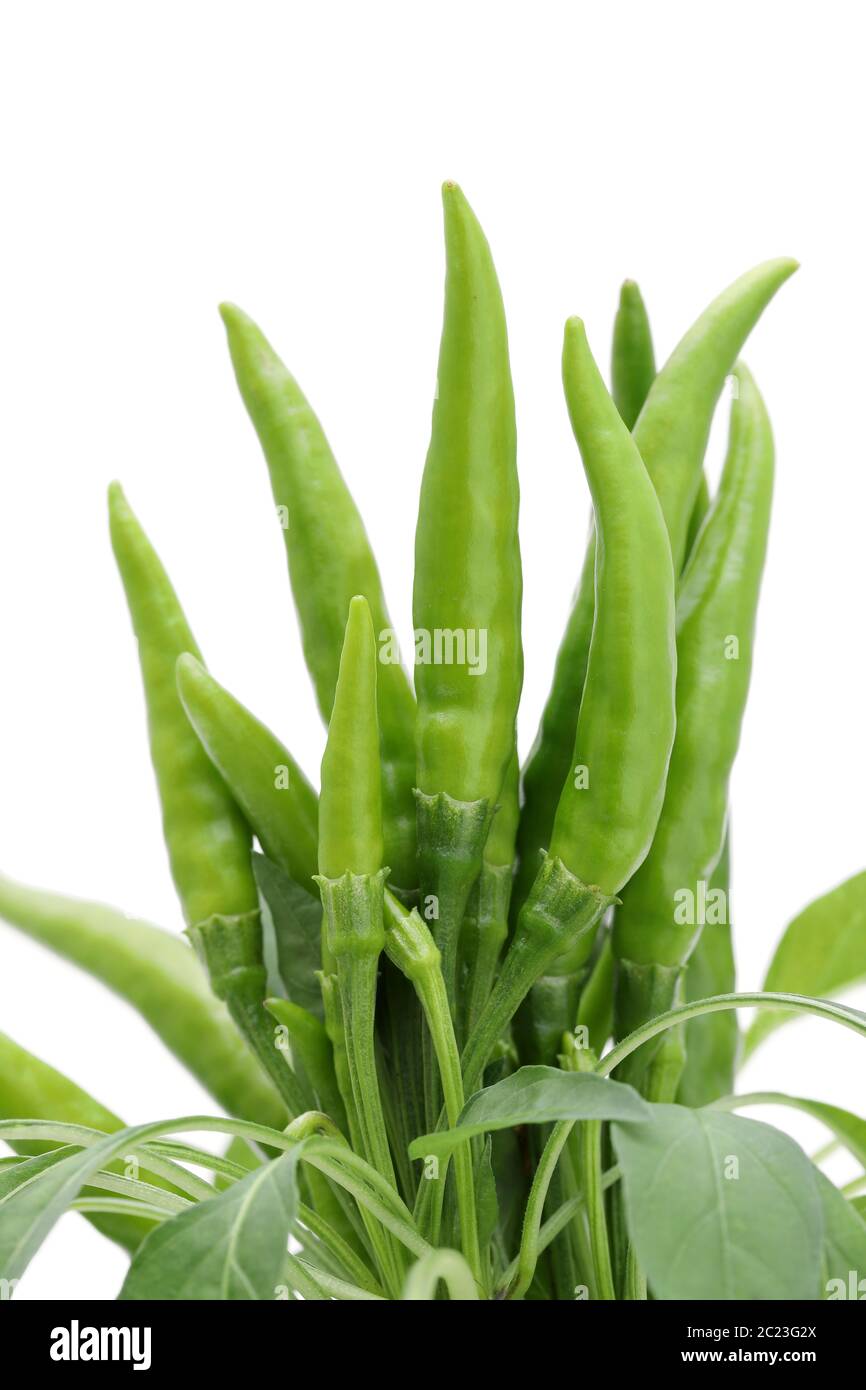 green chili pepper plants isolated on white background Stock Photo
