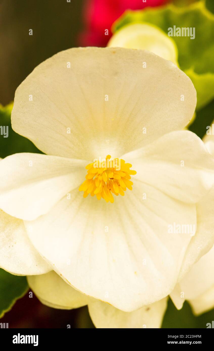 Rosa brunonii, Rosa,  Roseae, white flower, in a British Garden, Summer 2020 Stock Photo