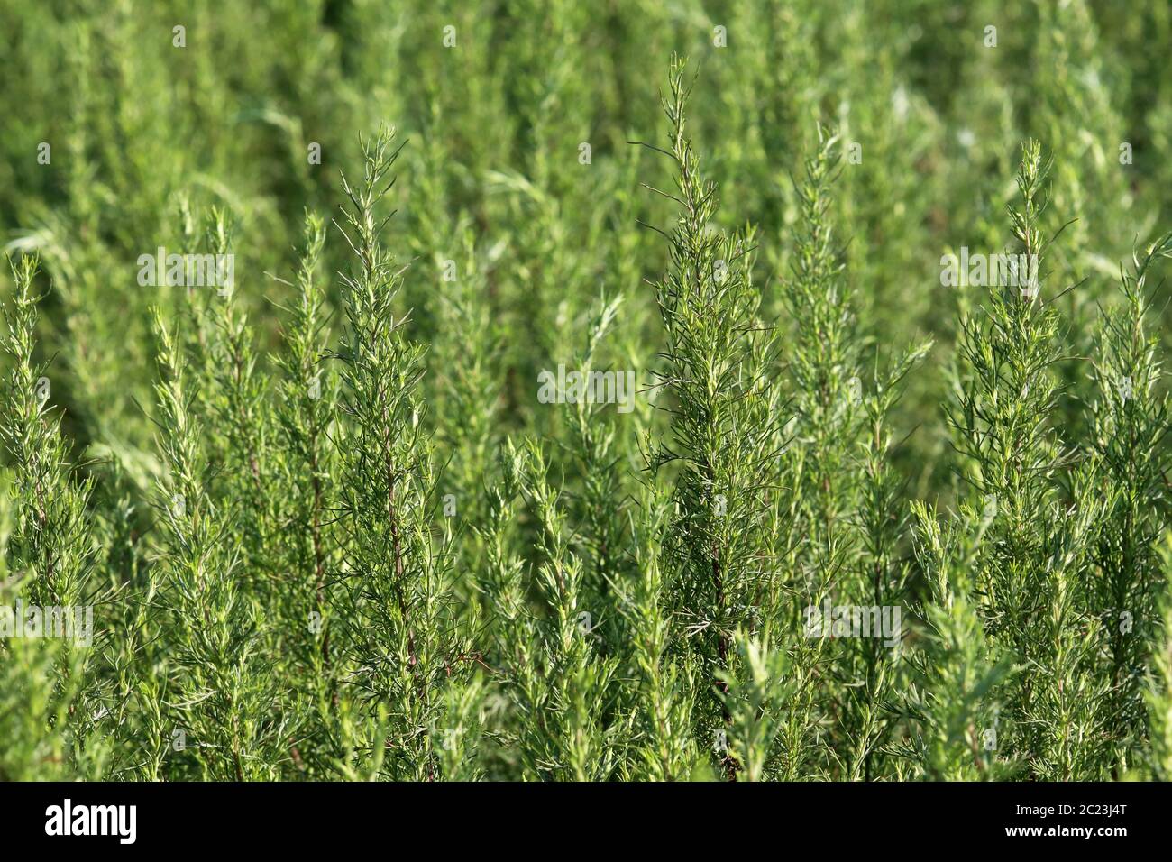 Medicinal plant and spice plant Boar raute Artemisia abrotanum Stock Photo