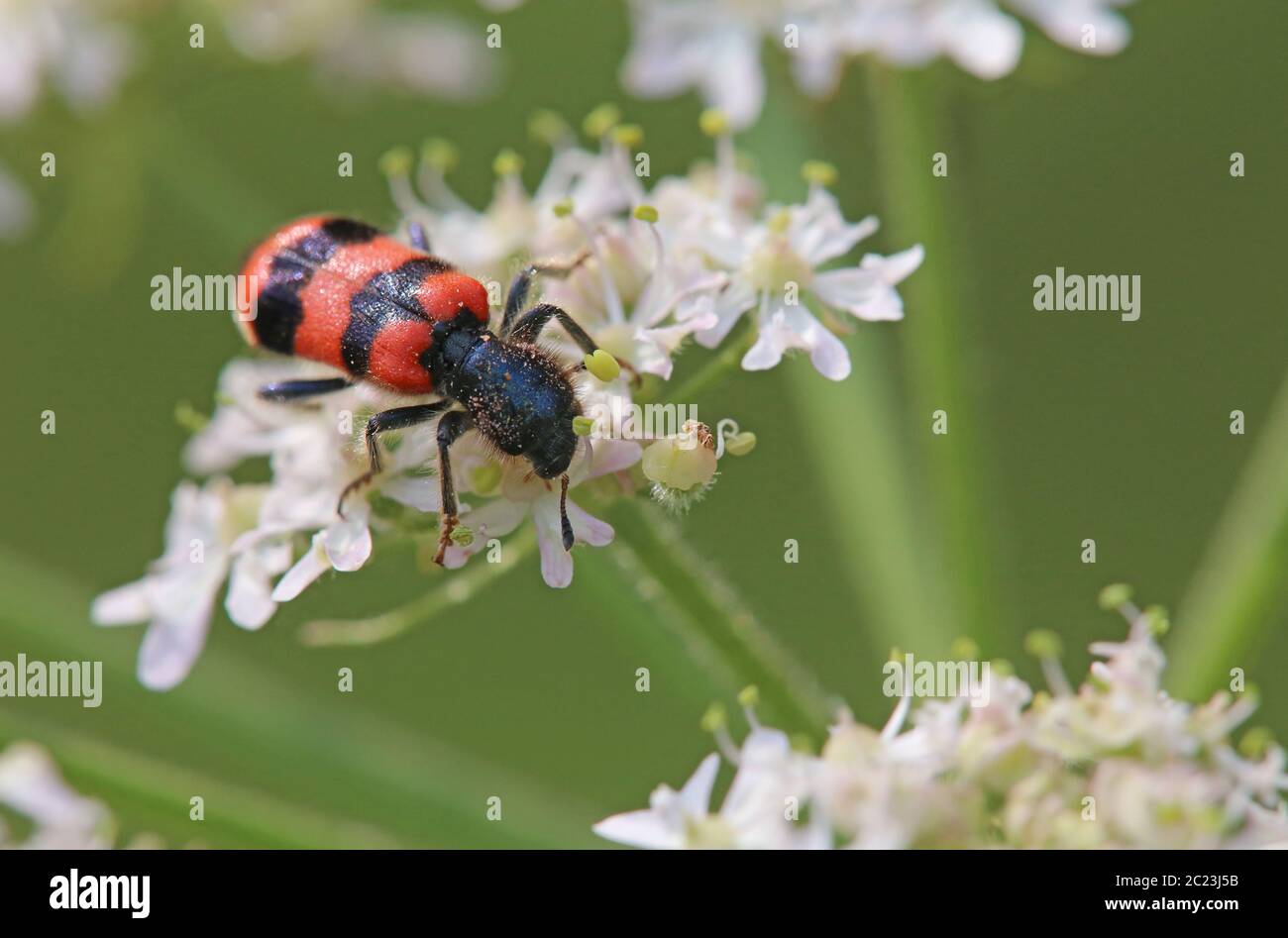 Macro of the coloured beetle common bee beetle Trichodes apiarius Stock Photo