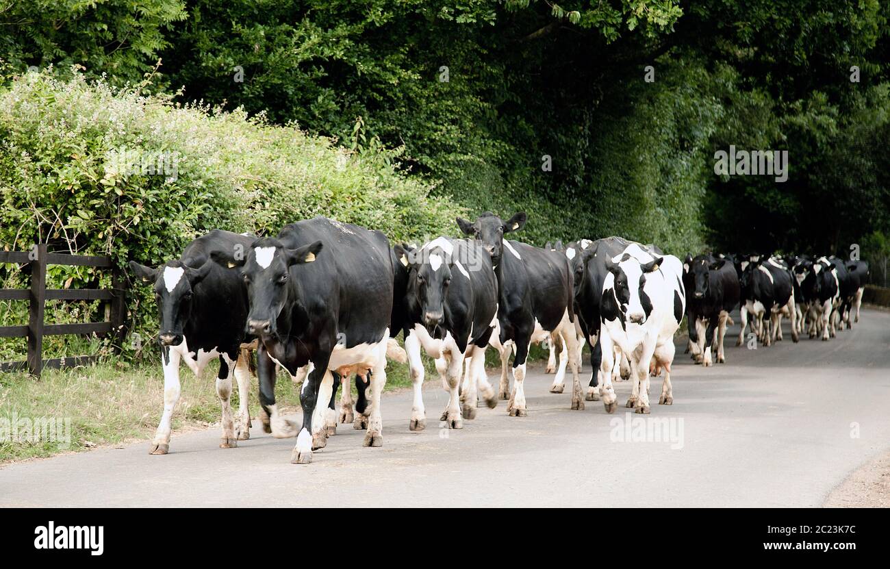 Dairy herd walking down a country road Stock Photo