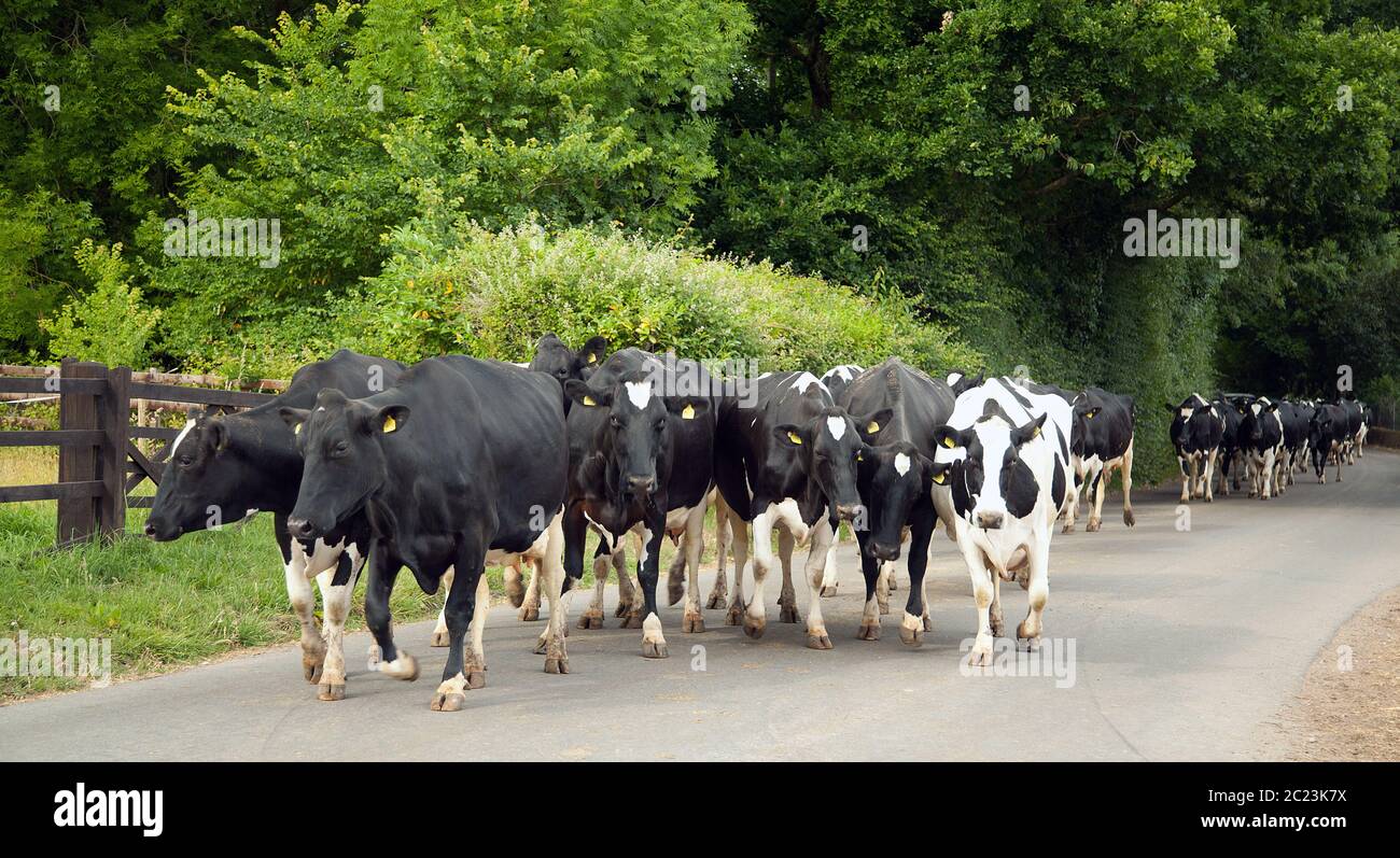 Dairy herd walking down a country road Stock Photo