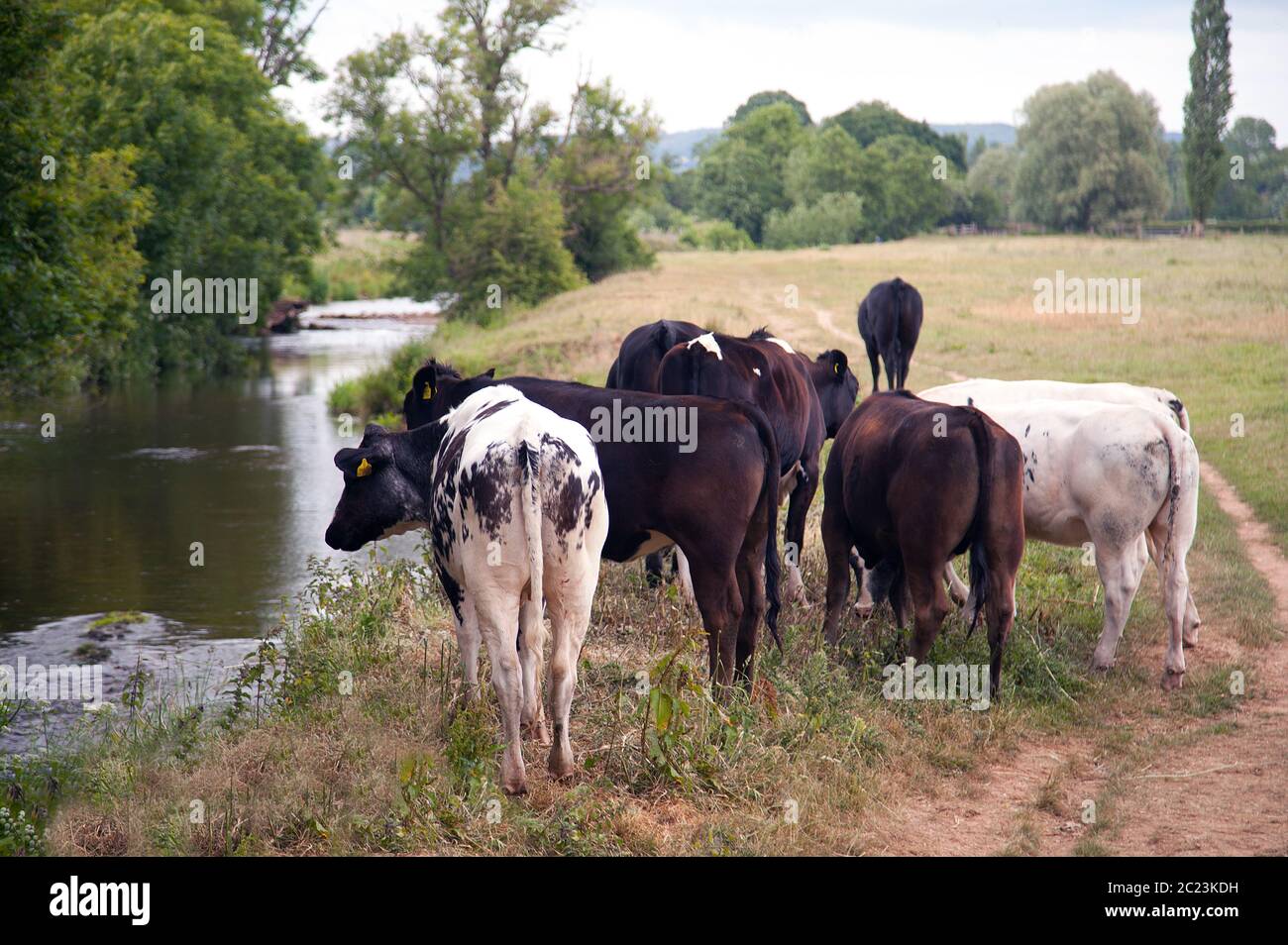 Bucolic water meadow with cattle Stock Photo