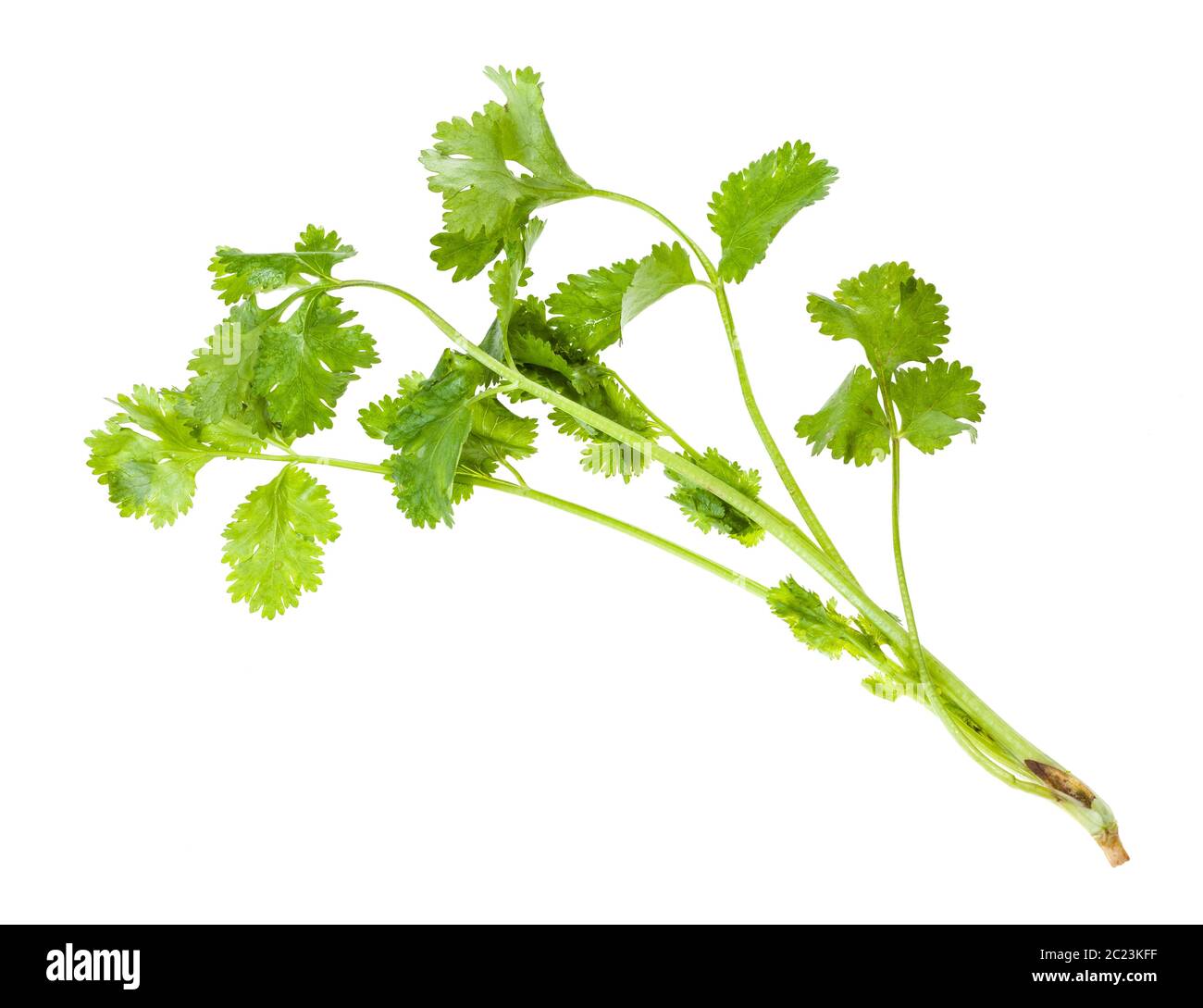 twig of fresh green coriander herb isolated on white background Stock