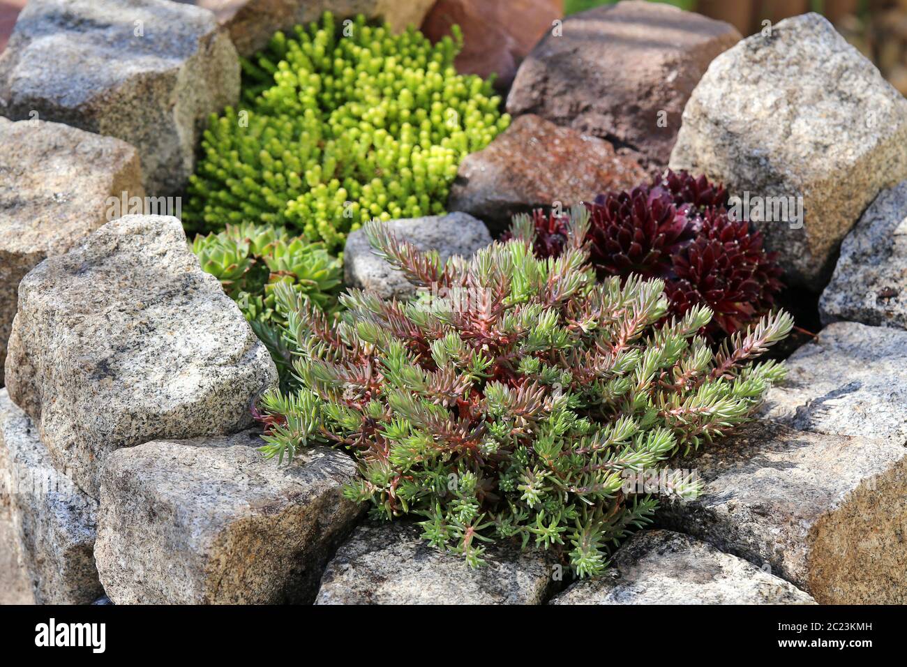 Small stone garden with succulents Stock Photo