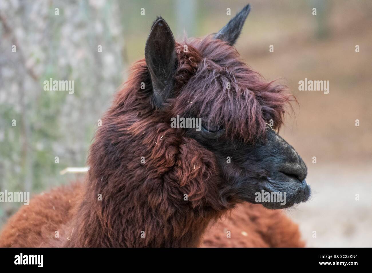 Close up of a single alpaca in an animal park in Germany Stock Photo