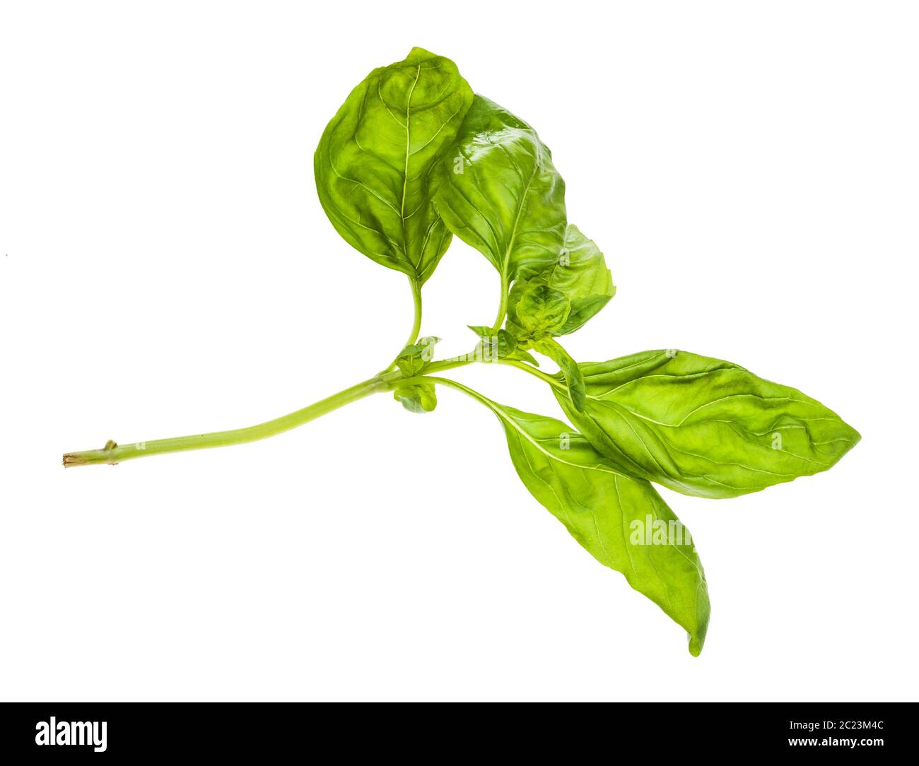 wet twig of fresh green basil herb isolated on white background Stock ...