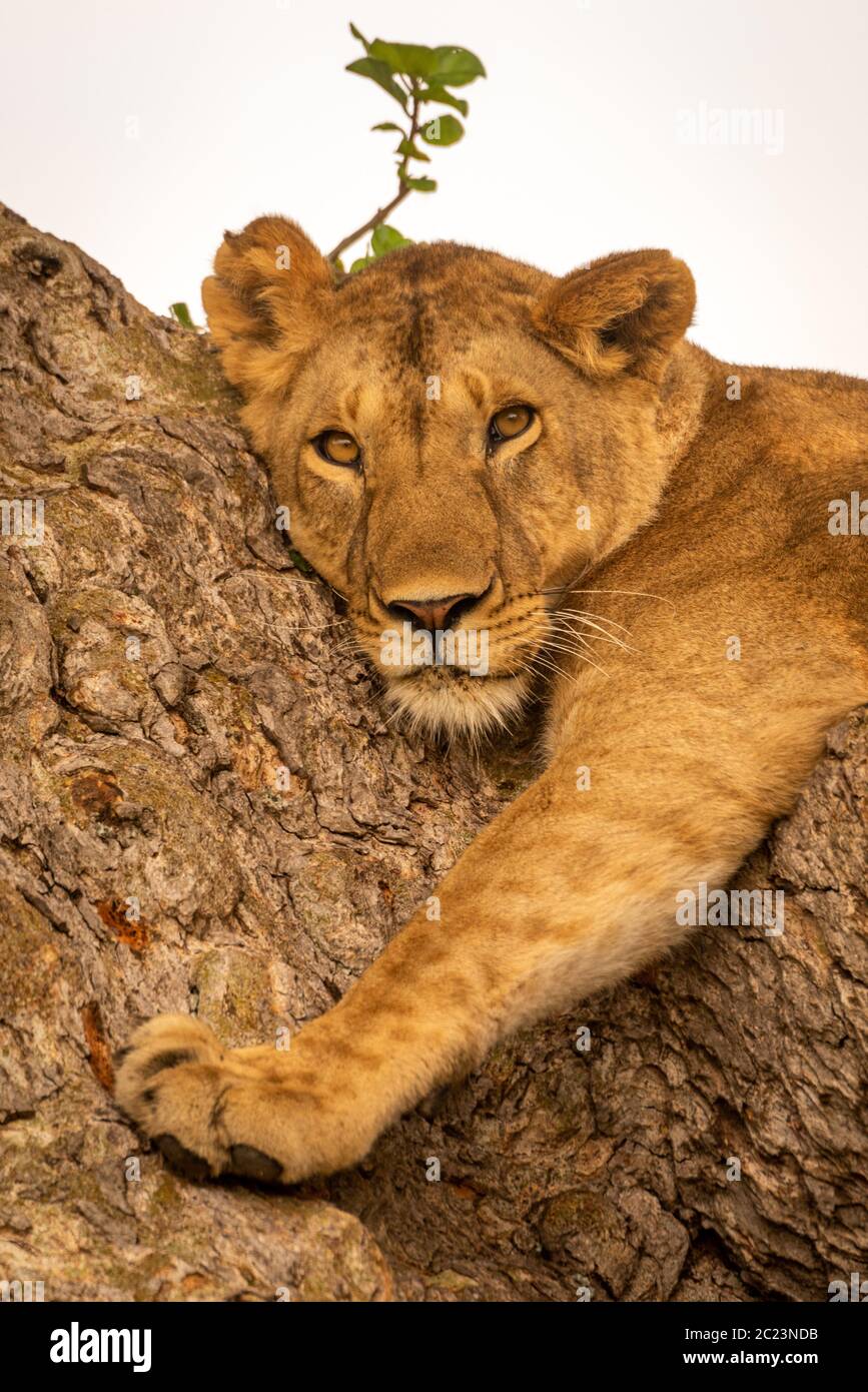 Close-up of young lion lying on trunk Stock Photo