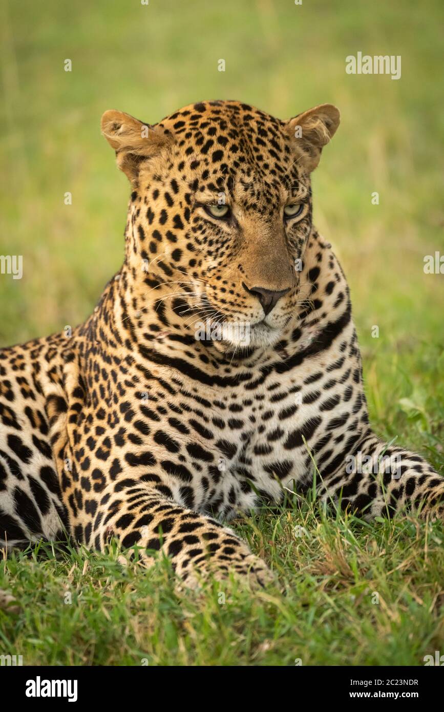 Male leopard lying down hi-res stock photography and images - Alamy