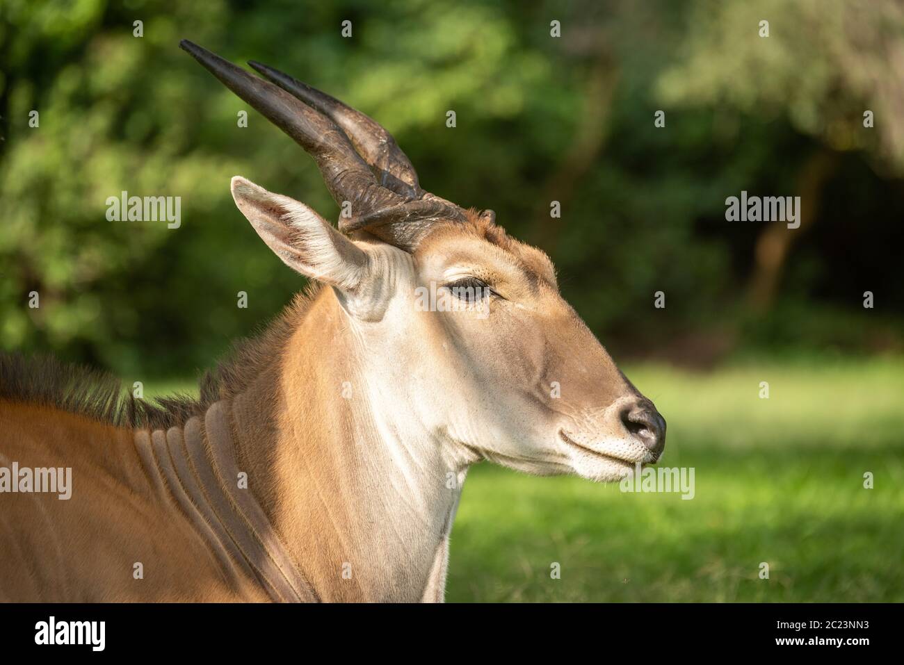Close-up of common eland lying in grass Stock Photo