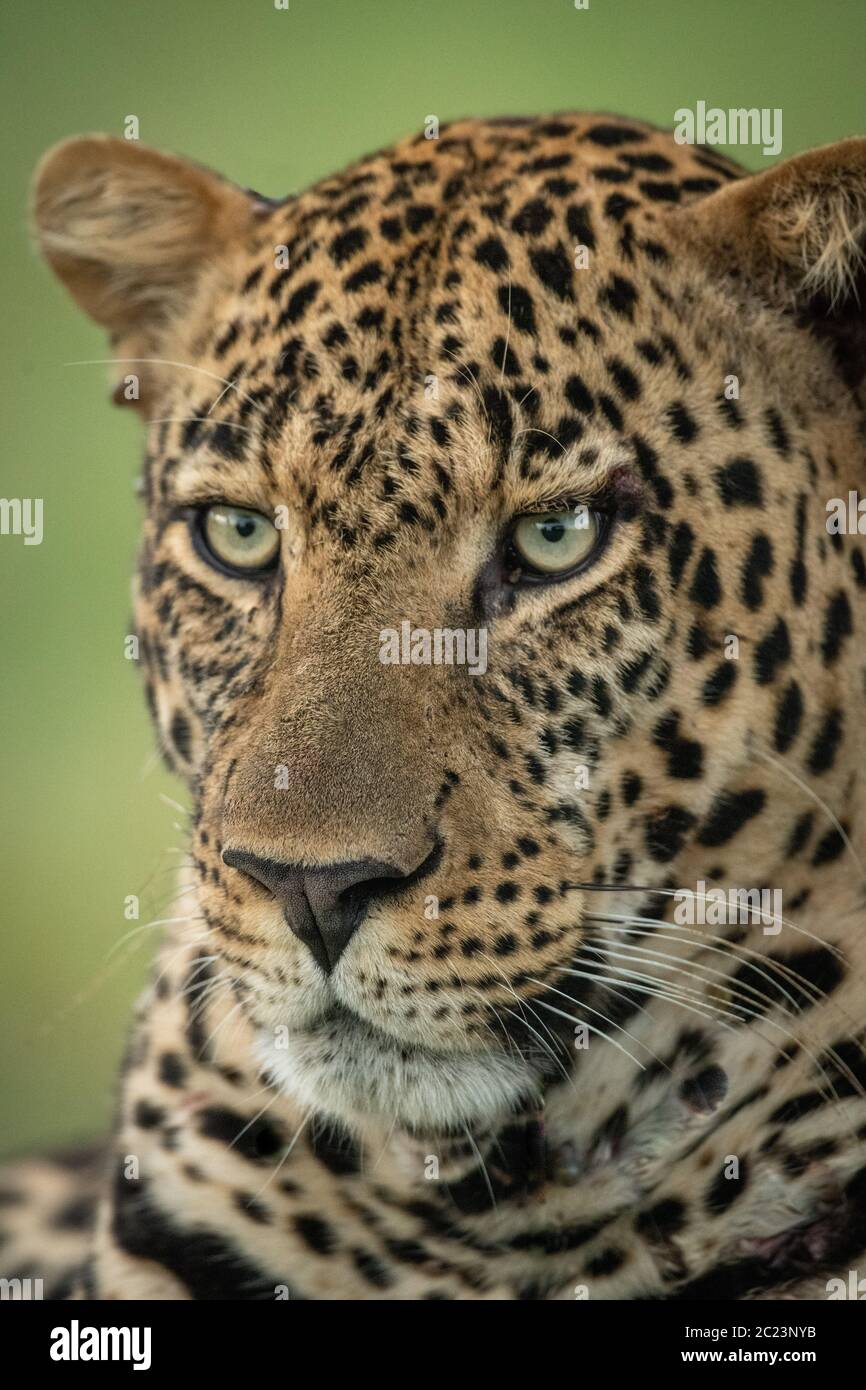 『 Leopard faces 』by Gayo Close-up of a Leopard's Intense Gaze Framed by Lush Green Leaves