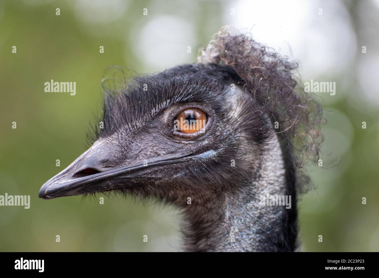 Close up of a single ostrich in an animal park in Germany Stock Photo
