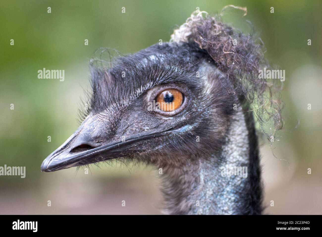 Close up of a single ostrich in an animal park in Germany Stock Photo