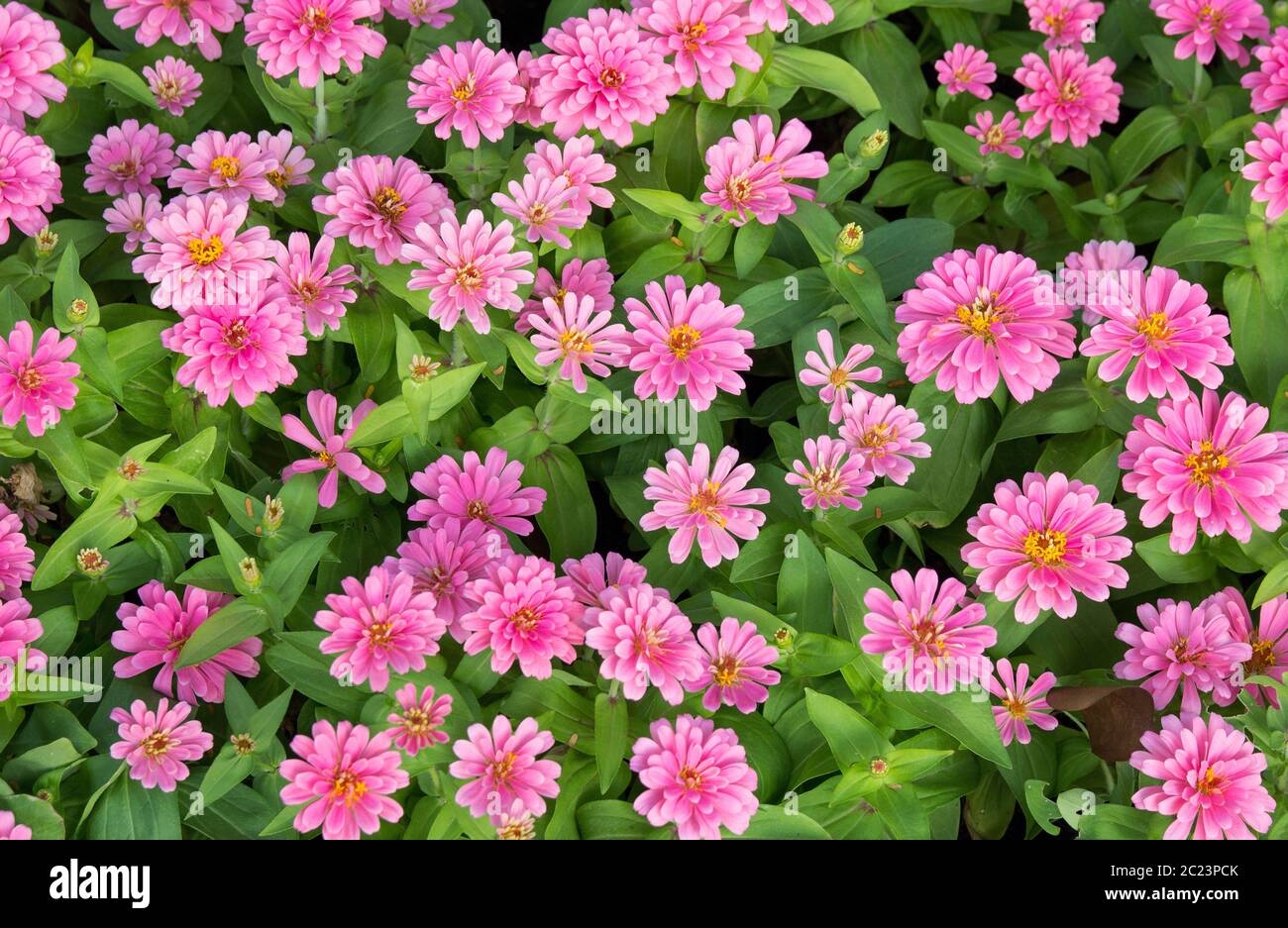 pink zinnia flowers top view Stock Photo