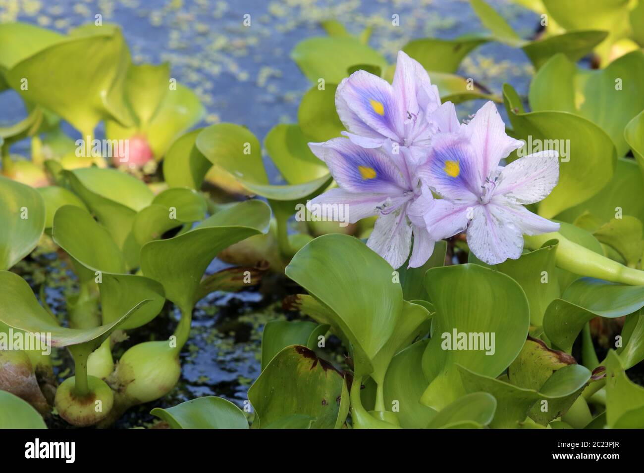 Floating water hyacinths Eichhornia Stock Photo Alamy
