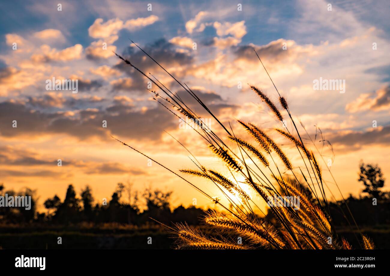 Flower of grass with blurred background of tree, blue sky, white and gray clouds at sunset in Thailand Stock Photo