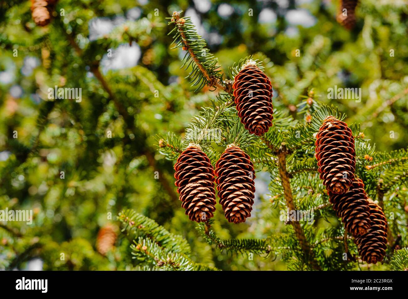 Cluster of conifer cones hanging off tree branch. Stock Photo