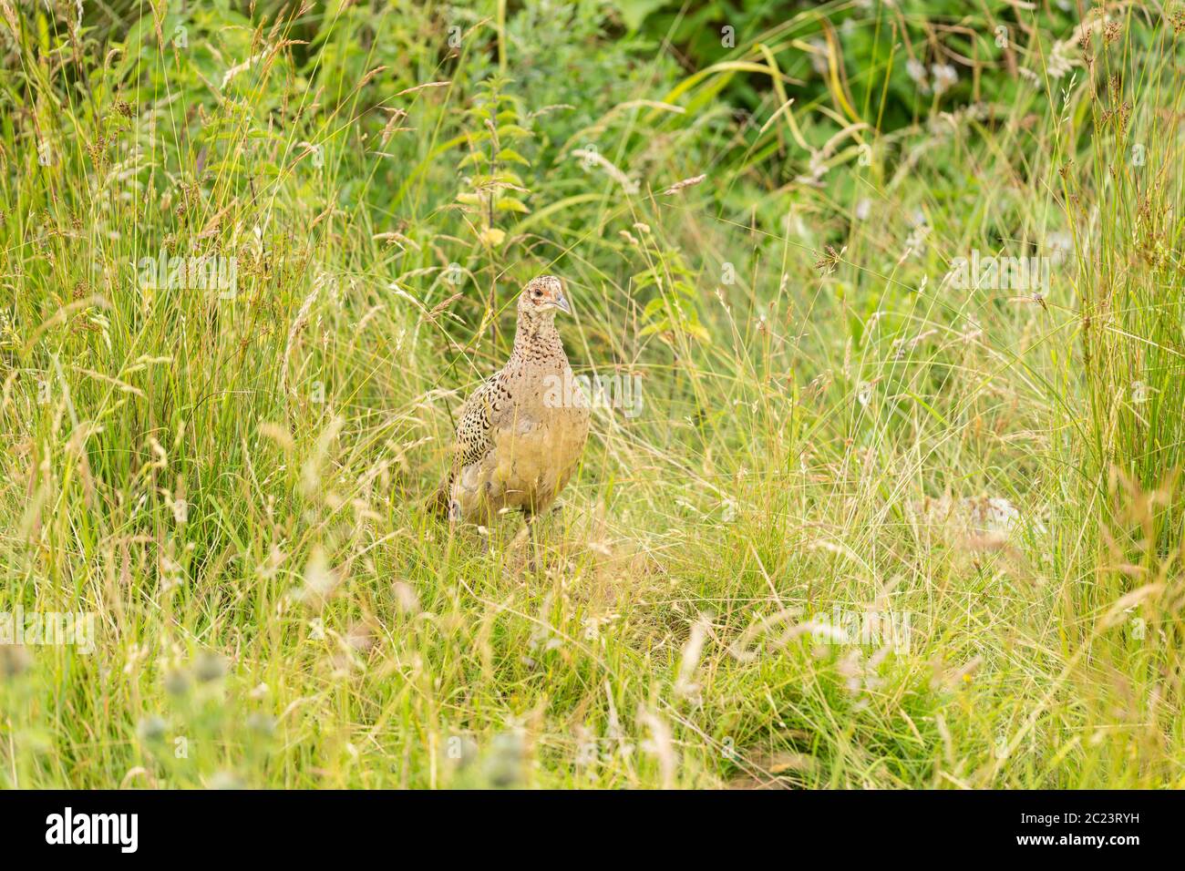 Single female pheasant strawling through the high grass Stock Photo