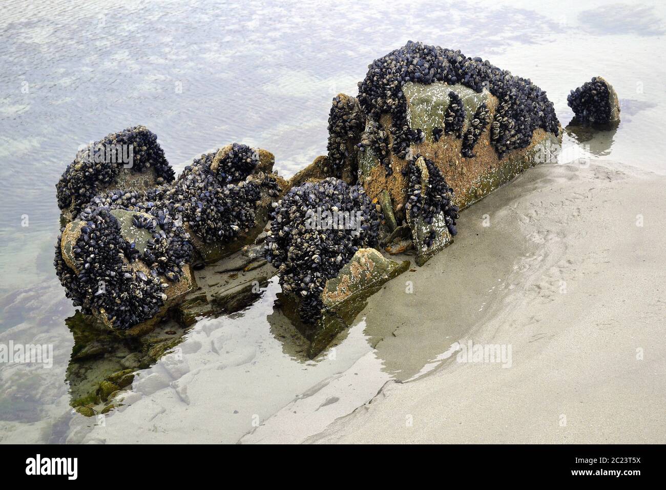 Reef Roc Surface Reef stone hi-res stock photography and images - Alamy