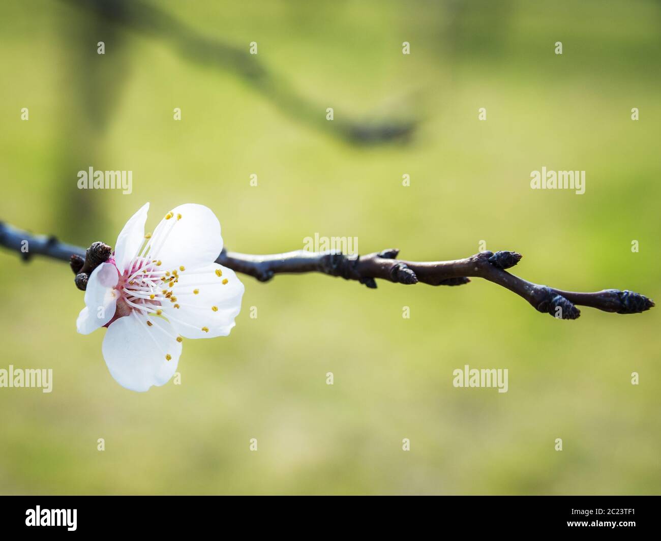 blossom in spring Stock Photo