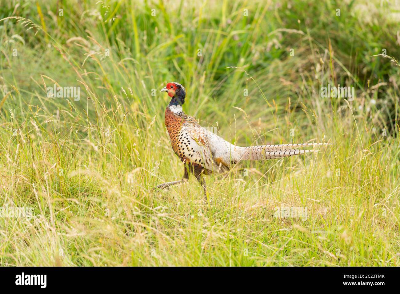 Single male pheasant strawling through the high grass Stock Photo