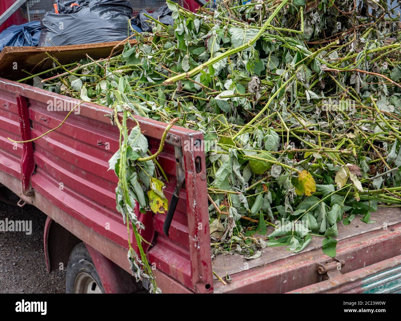 Garden waste on a car Stock Photo